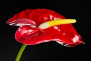 Flamingo Flower 1