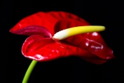 Flamingo Flower 2
