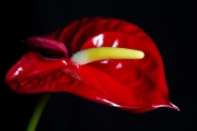 Flamingo Flower 3