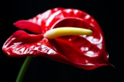 Flamingo Flower 4