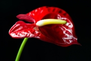 Flamingo Flower 5