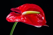 Flamingo Flower 6