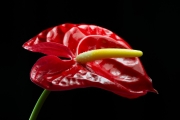 Flamingo Flower 7