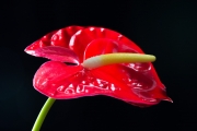 Flamingo Flower 8