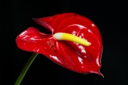Flamingo Flower 9