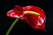 Flamingo Flower 10