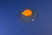 Egg 1