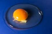 Egg 5