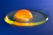 Egg 6