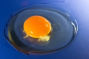 Egg 7