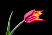 Tulip 1