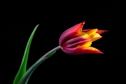 Tulip 2
