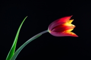 Tulip 3