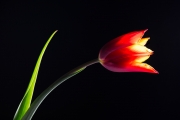 Tulip 4