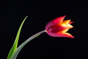 Tulip 5