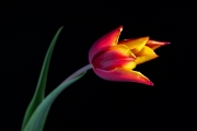 Tulip 6