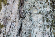 Tree Barks 1