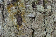 Tree Barks 2