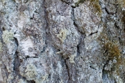 Tree Barks 3