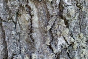 Tree Barks 4
