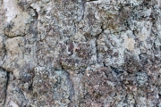 Tree Barks 5