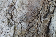 Tree Barks 7
