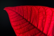 Leaf 1
