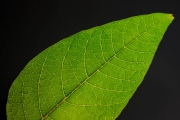 Leaf 2