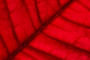 Leaf 3