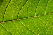 Leaf 4