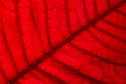 Leaf 5