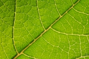 Leaf 6