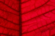 Leaf 7