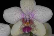 Orchid 1