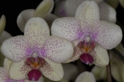 Orchid 2