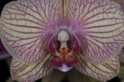 Orchid 3