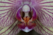 Orchid 4