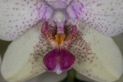 Orchid 5