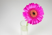 Gerbera 1