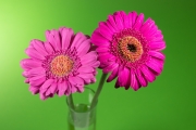 Gerbera 2