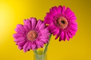 Gerbera 3