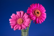 Gerbera 4