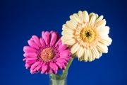 Gerbera 5