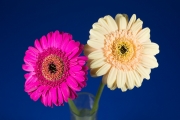 Gerbera 6
