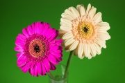 Gerbera 7