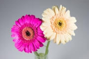 Gerbera 8