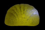 Jelly Fruits 1