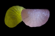Jelly Fruits 5
