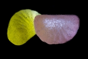 Jelly Fruits 6