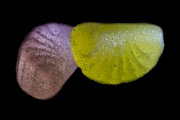 Jelly Fruits 7